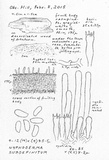 Hyphoderma subdefinitum image