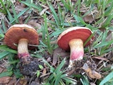 Butyriboletus floridanus image