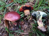 Butyriboletus floridanus image