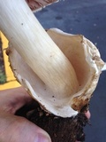Volvariella bombycina image