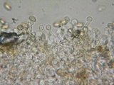 Galerina dimorphocystis image
