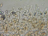 Galerina dimorphocystis image