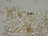 Galerina dimorphocystis image
