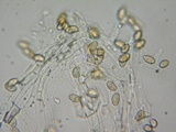 Galerina dimorphocystis image