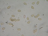 Galerina dimorphocystis image