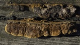 Gloeophyllum sepiarium image