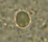 Clitopilus hobsonii image