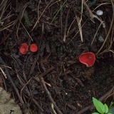 Sarcoscypha occidentalis image