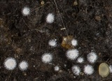Lachnella villosa image