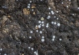 Lachnella villosa image