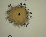 Lachnella villosa image
