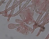 Lachnella villosa image