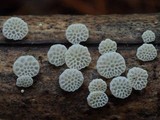 Favolaschia cyatheae image