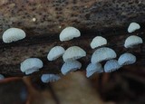 Favolaschia cyatheae image