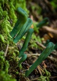 Microglossum viride image