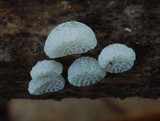 Favolaschia cyatheae image