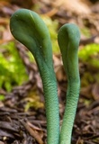Microglossum viride image
