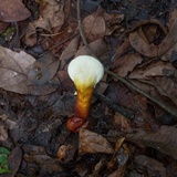 Ganoderma curtisii image