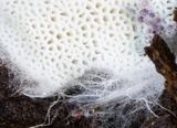Piloderma byssinum image