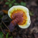 Ganoderma curtisii image