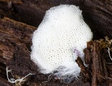 Piloderma byssinum image