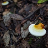Ganoderma curtisii image