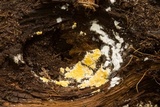 Piloderma byssinum image