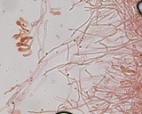 Piloderma byssinum image