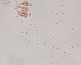Piloderma byssinum image