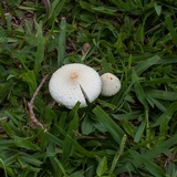 Chlorophyllum hortense image