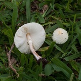 Chlorophyllum hortense image