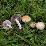 Stropharia coronilla image