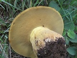 Phlebopus sudanicus image