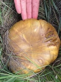 Phlebopus sudanicus image