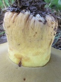 Phlebopus sudanicus image