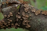 Schizophyllum umbrinum image