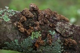 Schizophyllum umbrinum image