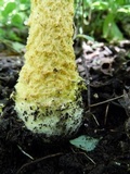 Amanita aureofloccosa image