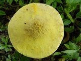 Amanita aureofloccosa image