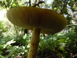 Amanita aureofloccosa image