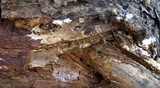 Coniophora arida image