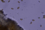 Coniophora arida image