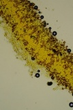 Coniophora arida image