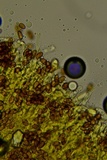 Coniophora arida image