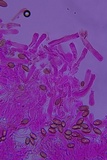Coniophora arida image