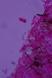 Coniophora arida image