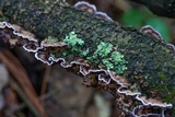 Chondrostereum purpureum image