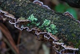 Chondrostereum purpureum image