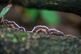Chondrostereum purpureum image