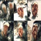 Arthonia cinnabarina image